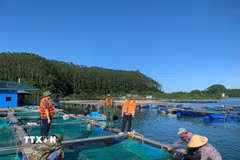 Chằng chống lồng bè và sơ tán người dân lên bờ tránh bão. (Ảnh: TTXVN phát)