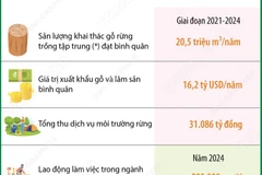 80 năm ngành lâm nghiệp: Động lực quan trọng của tăng trưởng kinh tế quốc gia