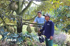 Cán bộ nông nghiệp cùng chủ vườn thường xuyên kiểm tra độ phát triển của vườn sầu riêng. (Ảnh: Hữu Chí/TTXVN)