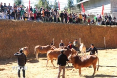 Hội thi Bò đẹp lần thứ nhất ở Phố Bảng (Tuyên Quang) thu hút hàng nghìn người dân và du khách đến xem. (Ảnh: Đức Thọ/TTXVN)