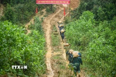 Cán bộ, chiến sỹ Khu vực phòng thủ 5 Điện Bàn, Bộ Chỉ huy Quân sự thành phố Đà Nẵng, vác gạch lên đồi để xây khu tái định cư cho người dân tại xã Trà Leng, thành phố Đà Nẵng. (Ảnh: Đỗ Trưởng/TTXVN)