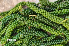 Sản phẩm hồ tiêu Gia Lai ngày càng khẳng định thương hiệu trên thị trường trong và ngoài nước. (Ảnh: Hồng Điệp/TTXVN)