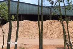 Nhà máy Wood Pellets dừng hoạt động khắc phục ô nhiễm khí CO. (Ảnh: Phạm Cường/TTXVN)