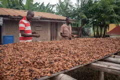 Nông dân phơi hạt ca cao ở Kunsu, Ghana. (Nguồn: UNCTAD)