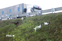 Không ít tài xế đã phải bật tín hiệu cảnh báo để giảm vận tốc, bóp còi inh ỏi khi nhận thấy đàn dê di chuyển sát mép đường cao tốc. (Ảnh: Xuân Tiến/TTXVN)