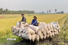 Lúa gạo là một trong các sản phẩm nông nghiệp chủ lực của tỉnh An Giang. (Ảnh: Thanh Sang/TTXVN)