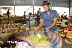 Người trồng chấp nhận bán mít cho kho đông lạnh với giá rẻ để bù lại phần nào chi phí đầu tư. (Ảnh: Hữu Chí/TTXVN)