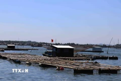 Hiện tại xã đảo Tam Hải duy trì 225 hồ nuôi tôm, nuôi cá, nuôi hàu lồng bè trên biển, với tổng diện tích gần 100ha mặt nước, hơn 220 hộ tham gia. (Ảnh: Đoàn Hữu Trung/TTXVN)