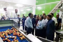 Đoàn công tác của Đại sứ quán Việt Nam tại Algeria thăm một doanh nghiệp địa phương tại tỉnh Médéa ,cách thủ đô Algiers gần 100km về phía Nam. (Ảnh: Tấn Đạt/TTXVN)