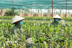 Nhân viên chăm sóc hoa tại vườn lan Ngọc Đan Vy, Thành phố Hồ Chí Minh. (Ảnh: Xuân Anh/TTXVN)