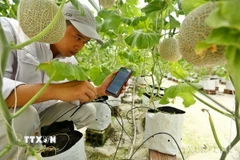Mô hình sản xuất nông nghiệp công nghệ cao. (Ảnh: Minh Quyết/TTXVN)