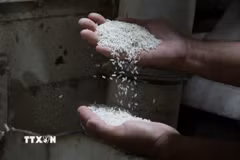 Kiểm tra chất lượng gạo. (Ảnh: Hồng Đạt/TTXVN)