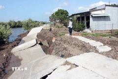 Một đoạn đường bêtông trên tuyến Kênh Mới thuộc ấp Thanh Tùng bị sạt lở. (Ảnh: Trung Kiên/TTXVN)