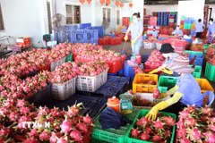Nhiều lô hàng thanh long bị mắc kẹt vì thiếu giấy tờ theo chuẩn EU. (Ảnh: Hồng Hiếu/TTXVN)
