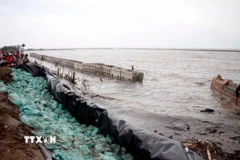 Tuyến đê phòng hộ ven biển Tây thuộc xã Khánh Bình Tây, huyện Trần Văn Thời, tỉnh Cà Mau cũ bị sạt lở thân đê phòng hộ trước trận sóng lớn năm 2019. (Ảnh: Huỳnh Anh/TTXVN)