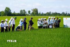 Lãnh đạo Trung tâm Khuyến nông Quốc gia cùng cán bộ khuyến nông cộng đồng tham quan mô hình canh tác lúa chất lượng cao, phát thải thấp tại An Giang. (Ảnh: Văn Sĩ/TTXVN)