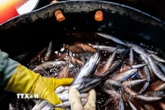 Rửa sạch và sơ chế cá trước khi hấp. (Ảnh: Khánh Hòa/TTXVN)