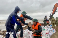 Lực lượng vũ trang vận chuyển cọc gỗ để gia cố tuyến đê Hội Thống (xã Đan Hải). (Ảnh: Hữu Quyết/TXVN)