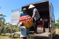 Giá trái thanh long tại vườn ở Lâm Đồng có giá dao động từ 12.000-14.000 đồng/kg. (Ảnh: Hồng Hiếu/TTXVN)