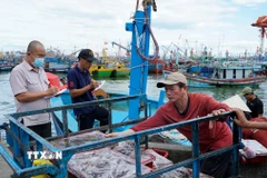 Giám sát thủy sản đánh bắt tại Cảng cá Quy Nhơn. (Ảnh: Đình Quân/TTXVN)