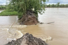 Nước tràn vào trong cồn Sơn qua đoạn đê bao bị vỡ. (Ảnh: Thanh Liêm/TTXVN)