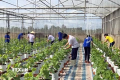 Mô hình trồng màu trong nhà kính cho năng suất, chất lượng cao để chuyển giao, nhân rộng. (Ảnh: Phúc Sơn/TTXVN)