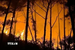 Hiện trường vụ cháy rừng thông nhiều năm tuổi xảy ra trên địa bàn xã Tân Châu, tỉnh Nghệ An. (Ảnh: TTXVN phát)