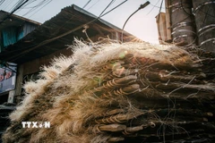 Những sợi miến được phơi trên giá tre, vàng óng dưới ánh nắng. (Ảnh: Phạm Tuấn Anh/TTXVN)