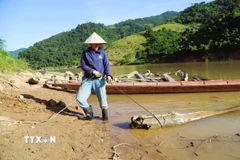 Người vớt gỗ tháo rời thân cây gỗ lớn ra khỏi mảng kết, cột dây cáp vào một đầu và điều chỉnh thân gỗ theo hướng kéo của máy tời đặt trên cao. (Ảnh: Xuân Tiến/TTXVN)