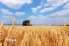 Nông dân thu hoạch lúa mỳ trên cánh đồng ở Sơn Đông, Trung Quốc. (Ảnh: THX/TTXVN)