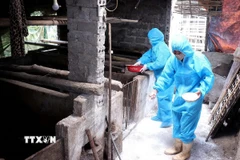 Hướng dẫn người dân rắc vôi bột để khử trùng chuồng trại. (Ảnh: Thanh Hải/TTXVN)