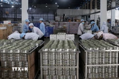 Sản xuất chế biến cá hộp xuất khẩu tại nhà máy thực phẩm đóng hộp KTC, Công ty cổ phần thương mại Kiên Giang. (Ảnh: Lê Huy Hải/TTXVN)