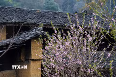 Phố Cáo là một xã vùng cao thuộc huyện Đồng Văn, tỉnh Hà Giang, từ lâu nổi tiếng với khung cảnh thiên nhiên thơ mộng, những ngôi nhà trình tường in đậm dấu ấn kiến trúc của đồng bào dân tộc Mông và những phong tục, tập quán đậm đà bản sắc. (Ảnh: Khánh Hòa/TTXVN)