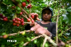 Thu hoạch càphê tại Santuario, Colombia. (Ảnh: AFP/TTXVN)