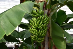 Những quả chuối mang tên Kirei (xinh đẹp) - là thông điệp hy vọng của thị trấn Hirono. (Ảnh: Nguyễn Tuyến/Vietnam+)