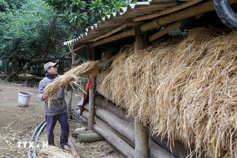 Người dân che chắn chuồng trại, chống rét cho gia súc. (Ảnh: Quang Quyết/TTXVN)