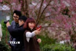 Du khách tự lưu lại khoảnh khắc bên cây mai anh đào Đà Lạt. (Ảnh: Nguyễn Dũng/TTXVN)