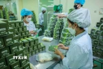 Công ty cổ phần dược Lâm Đồng đầu tư nguồn nguyên liệu sạch, dây chuyền sản xuất hiện đại nâng tầm giá trị thảo dược Việt. (Ảnh: Hoàng Hiếu/TTXVN)