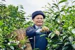 Ông Đặng Văn Háu, dân tộc Dao, Giám đốc hợp tác xã Trà Pèng, hái chè cùng người dân. (Ảnh: Đức Thọ/TTXVN)