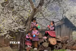 Những em nhỏ dân tộc Mông vui chơi dưới những cây mận đang thi nhau đua nở hoa trắng xóa. (Ảnh: Quang Quyết/TTXVN)