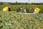 Nông dân thu hoạch nho tại Leognan, Bordeaux, Pháp. (Ảnh: THX/TTXVN)