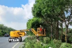 Công nhân Xí nghiệp quản lý cắt sửa cây xanh phòng chống bão. (Ảnh: Nguyễn Thắng/TTXVN)