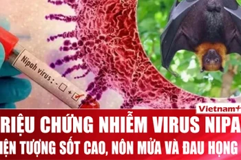 Chuyên gia: Cách nhận biết sớm dấu hiệu của người nhiễm virus Nipah
