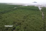 Rừng Việt Nam có tiềm năng lớn về kinh tế và môi trường, đặc biệt là trong việc phát triển tín chỉ carbon rừng, du lịch sinh thái. (Ảnh: Hùng Võ/Vietnam+)