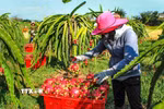 Sản xuất giảm phát thải lĩnh vực trồng trọt. (Nguồn ảnh: TTXVN)