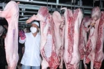 Kiểm định chất lượng gia súc sau khi giết mổ. (Nguồn: TTXVN)