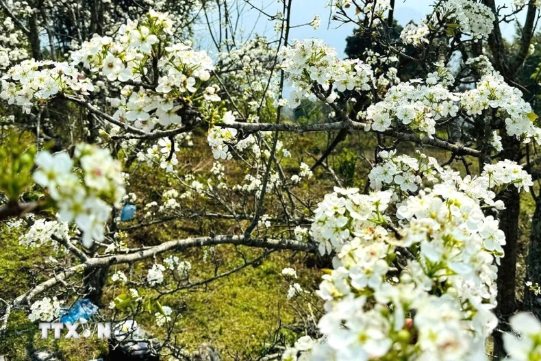 Những chùm hoa lê tinh khôi khoe sắc trong nắng xuân, điểm nhấn độc đáo làm nên sức hút của Lễ hội Hoa Lê Hồng Thái. (Ảnh: TTXVN phát)