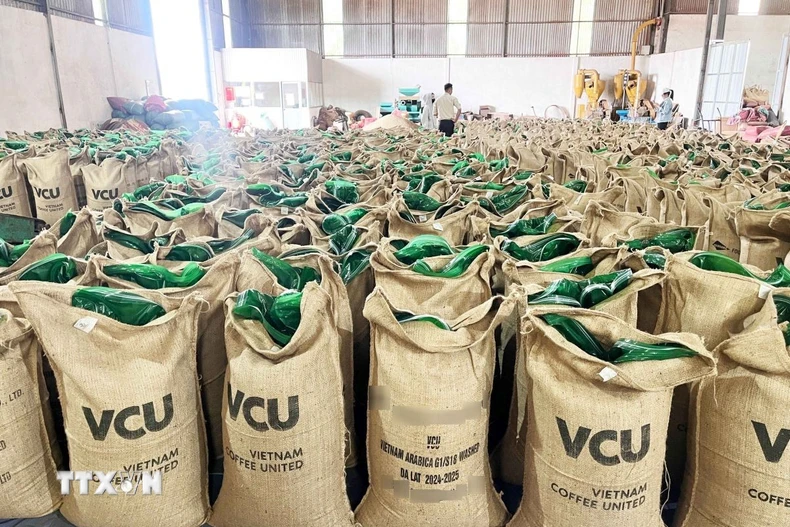 Sản phẩm càphê Robusta nhân chất lượng cao phục vụ xuất khẩu của Công ty Cổ phần Cà phê Việt Nam United, Gia Lai. (Ảnh: Hoài Nam/TTXVN)
