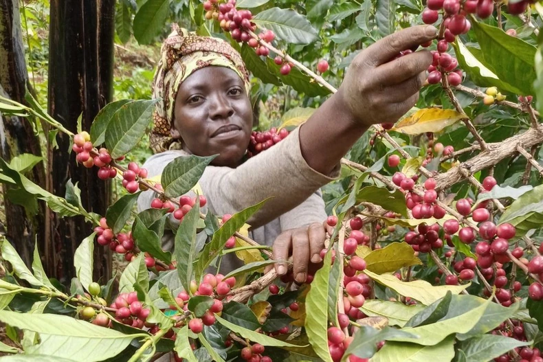 Nông dân thu hoạch càphê ở Uganda. (Ảnh: solidaridadnetwork)