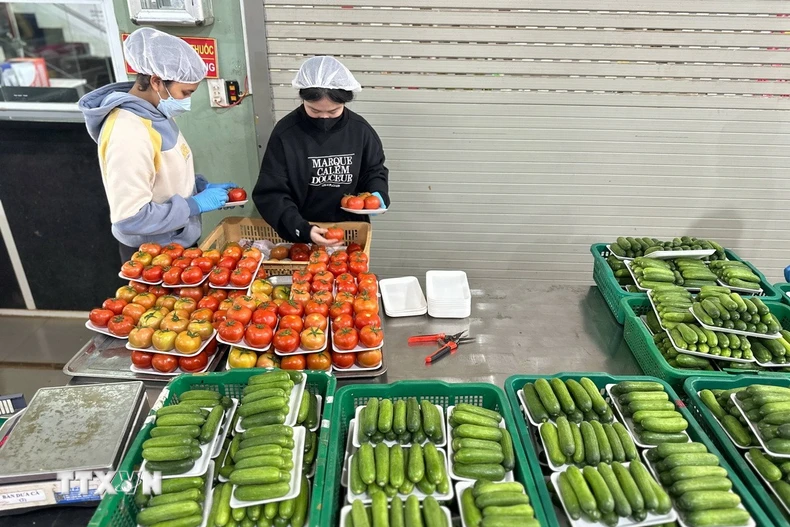 Công nhân tại một cơ sở cung ứng rau củ tại xã Đức Trọng (Lâm Đồng) sơ chế, đóng gói rau trước khi đưa ra thị trường tiêu thụ. (Ảnh: Nguyễn Dũng/TTXVN)